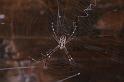 Argiope_ocyaloides_D3464_Z_91_Karinji NP_Australie